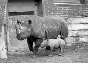 Pomáhají zoologické zahrady vytvářet příznivý vztah k životnímu prostředí?